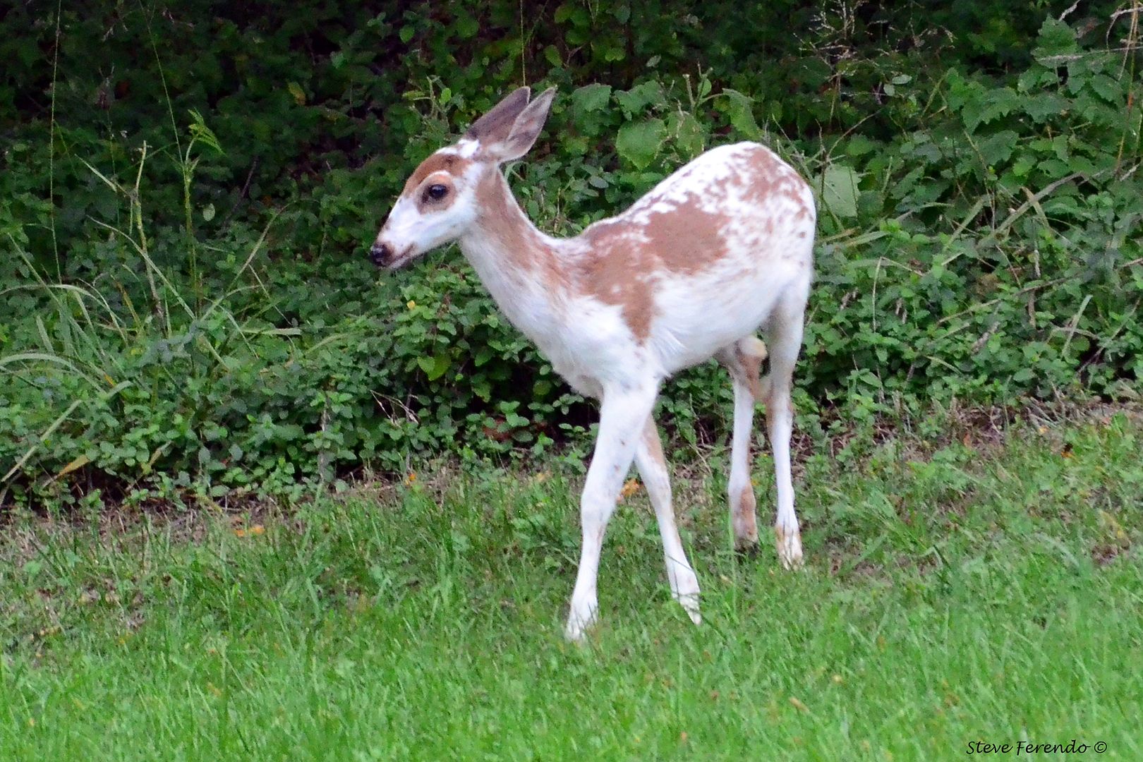 "Natural World" Through My Camera Piebald Fawn With Family...